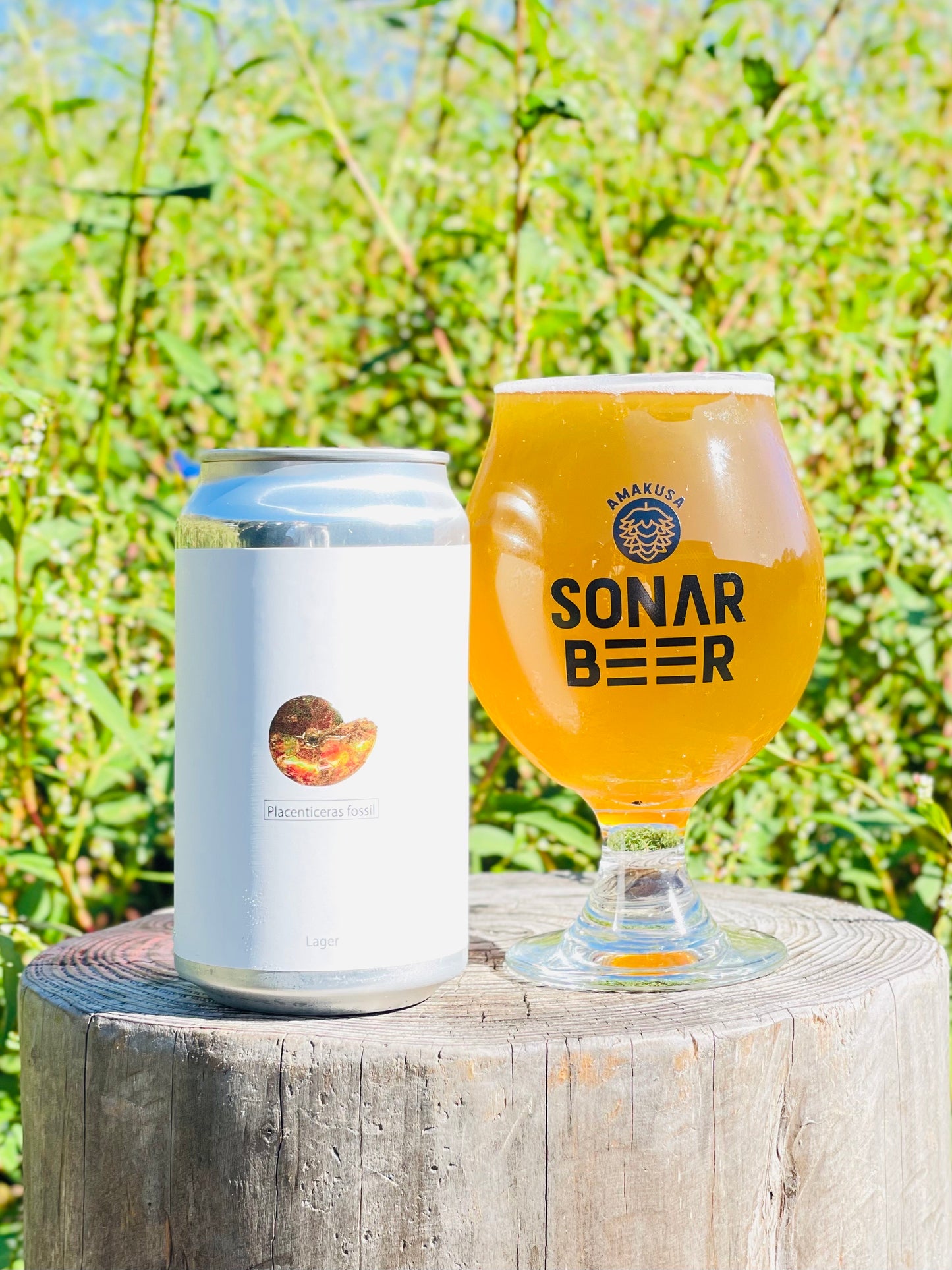 Placenticeras fossil/ プラセンティセラス ファサル