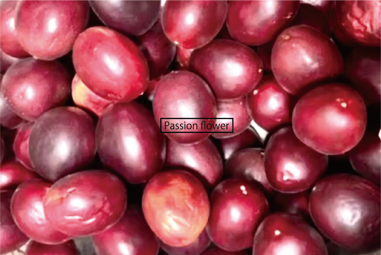 Passion flower/パッションフラワー